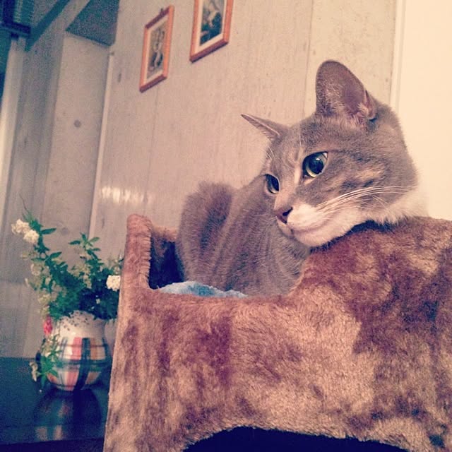 CHIHARUさんの実例写真