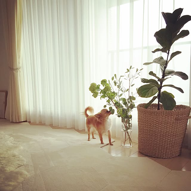 haruhinaさんの実例写真