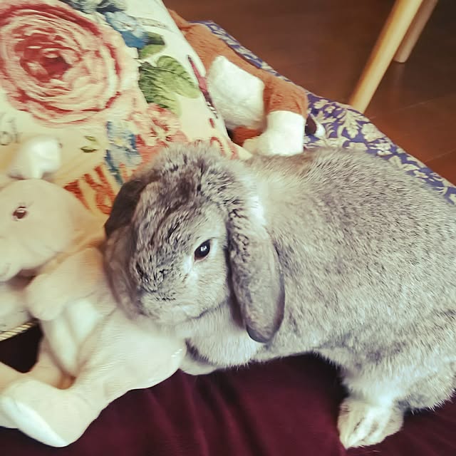 mogu0418さんの実例写真
