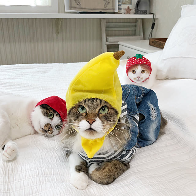 yuchiさんの実例写真