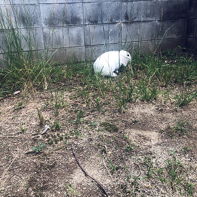 kyoukopさんの実例写真