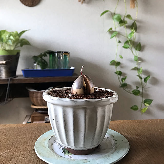 apiさんの実例写真