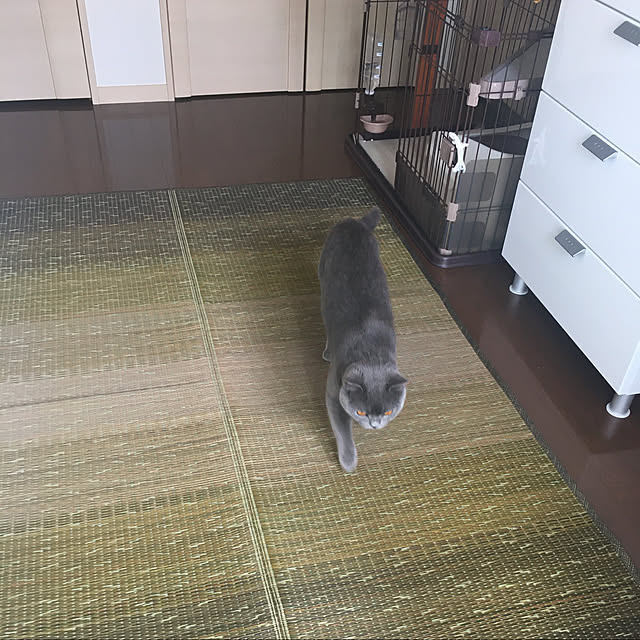 kittyさんの実例写真