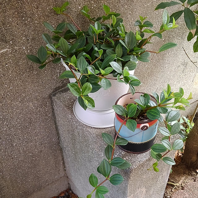 Renさんの実例写真