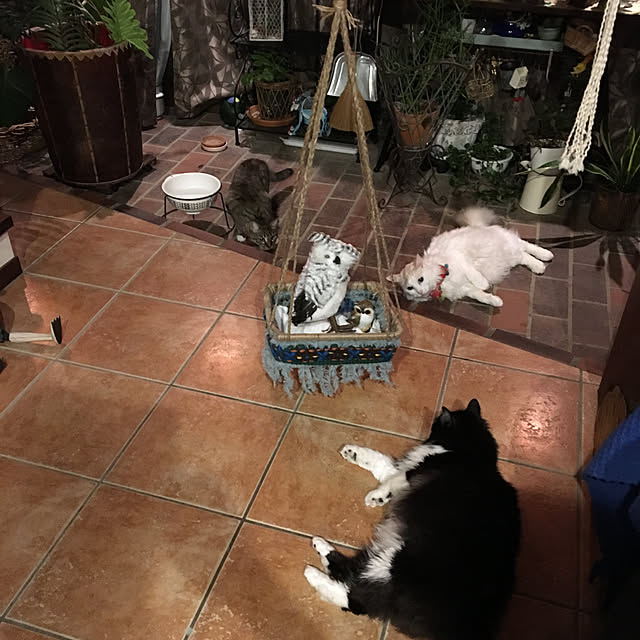 shigimiさんの実例写真