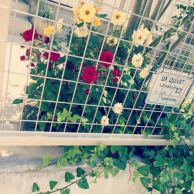 mamさんの実例写真