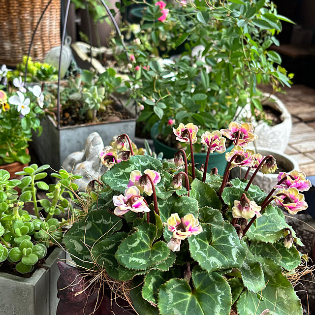 naokoさんの実例写真