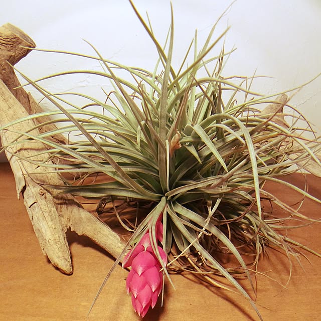 Plantexhibitionhallさんの実例写真