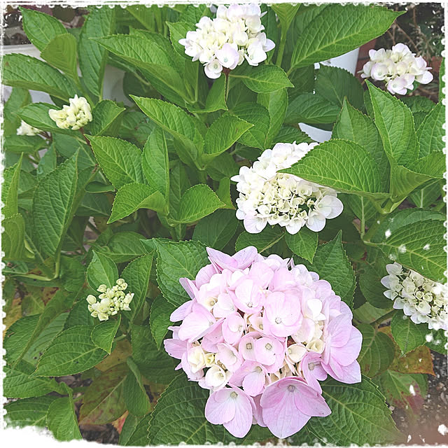 miho.okuさんの実例写真