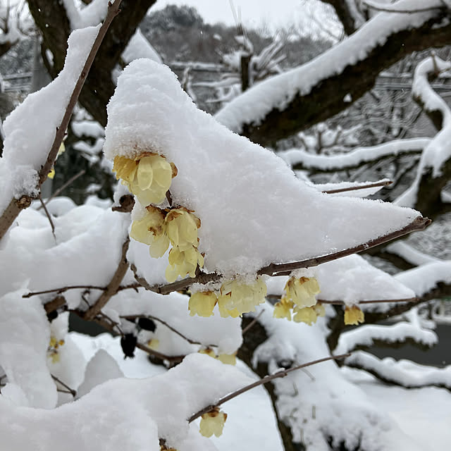 ikubooさんの部屋