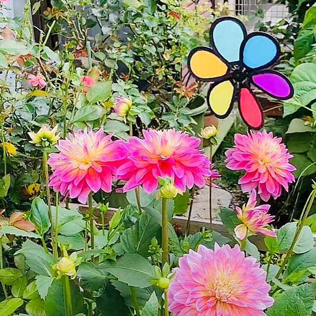 実例写真