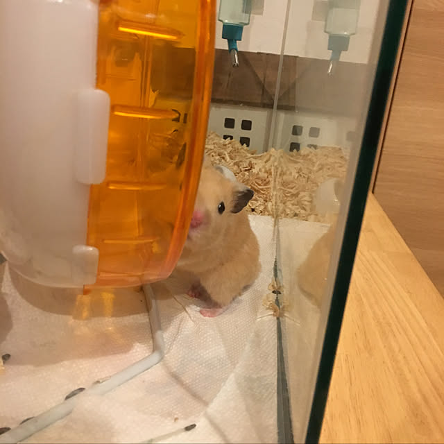 実例写真
