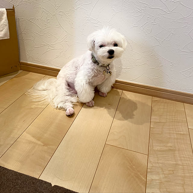 Annieさんの実例写真