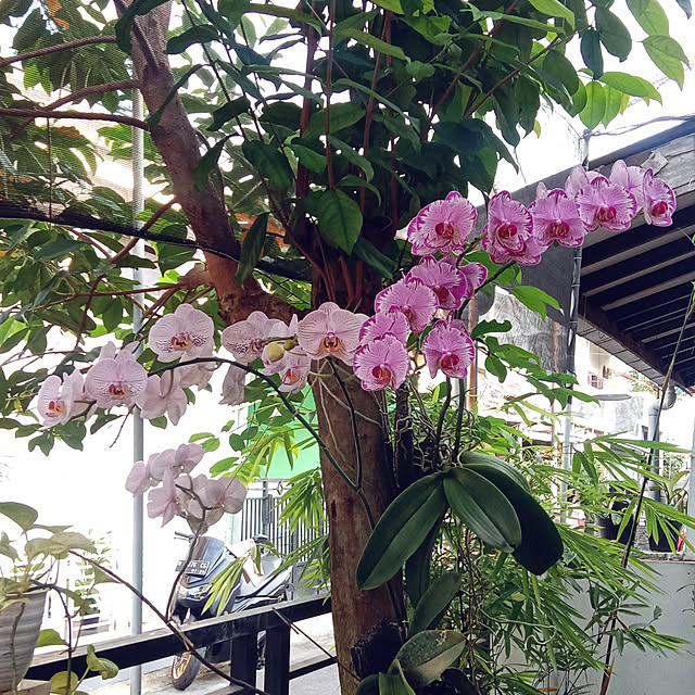 ariatiさんの実例写真