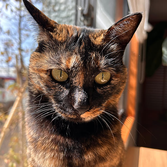 cocoさんの部屋