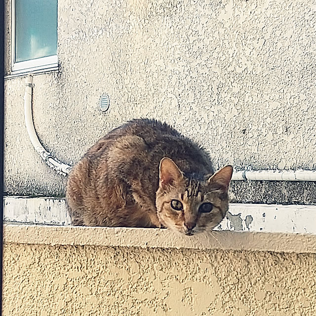 noaさんの実例写真