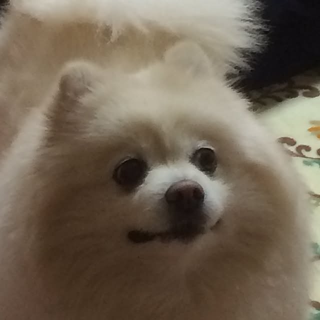 yuppoさんの実例写真