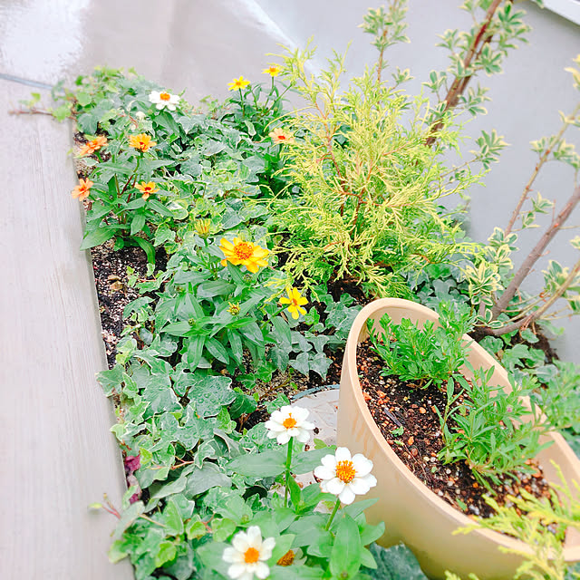 sudachiさんの実例写真