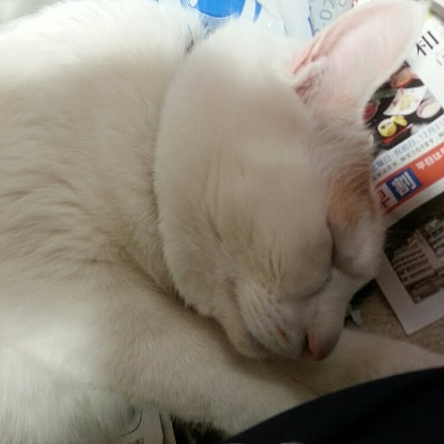 Yukikoさんの実例写真