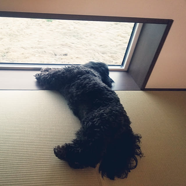 shimaaadsさんの実例写真