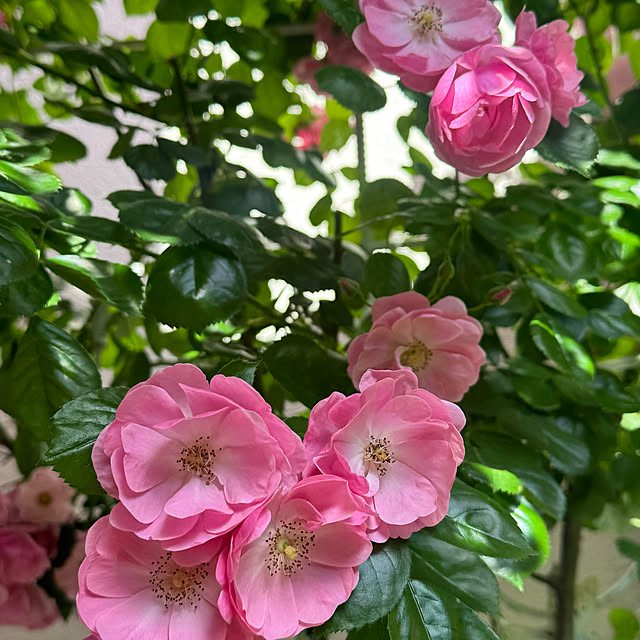 RoseLife5818さんの部屋