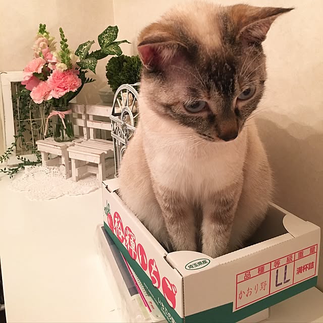 noelさんの実例写真
