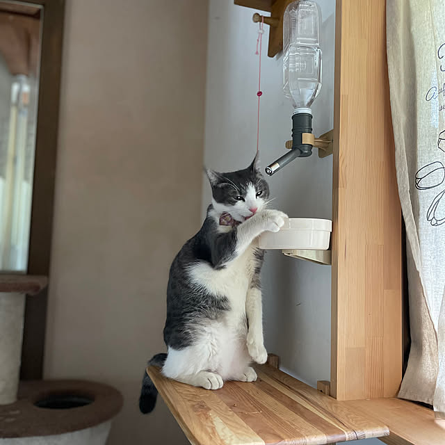 nekosamaさんの部屋