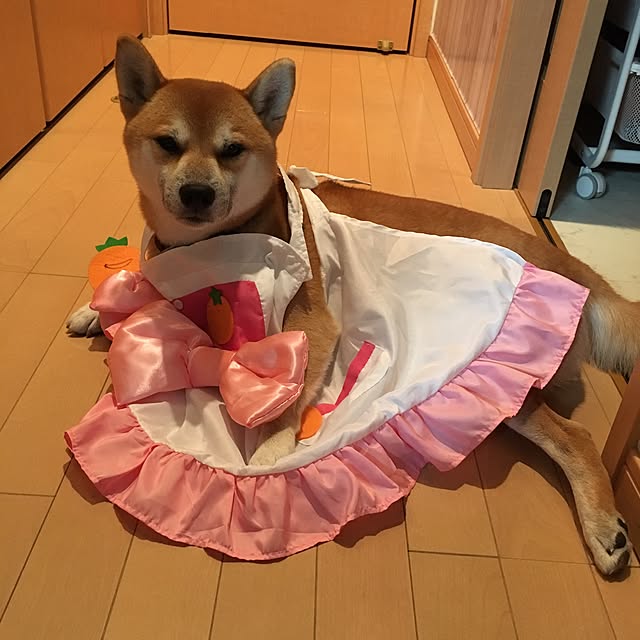 玄関/入り口/キャシィコタ本/まいんちゃんエプロン/カメラマーク消し/おっぺけ君...などのインテリア実例 - 2016-11-24 20:49:16