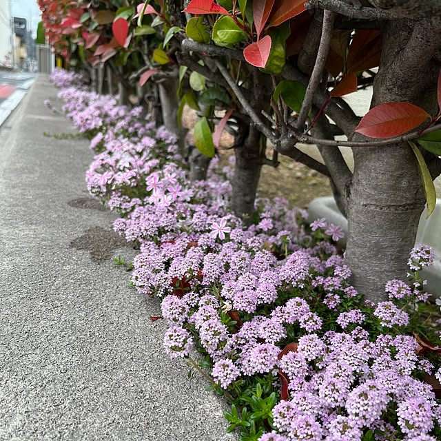 yukarin-gardenさんの実例写真