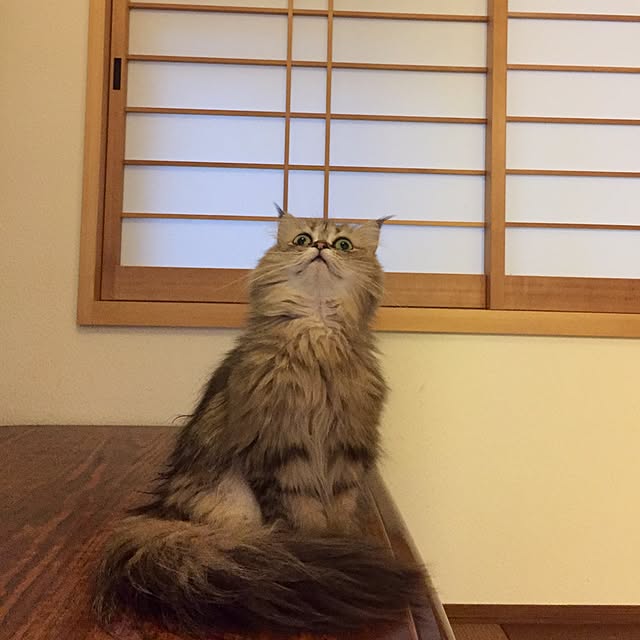 butachanさんの実例写真