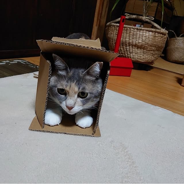fukuさんの部屋