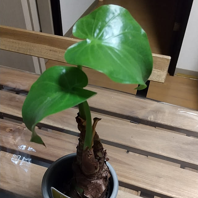 noaさんの実例写真