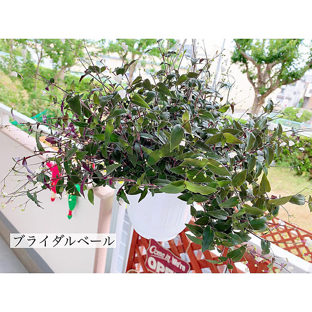 chaluさんの実例写真