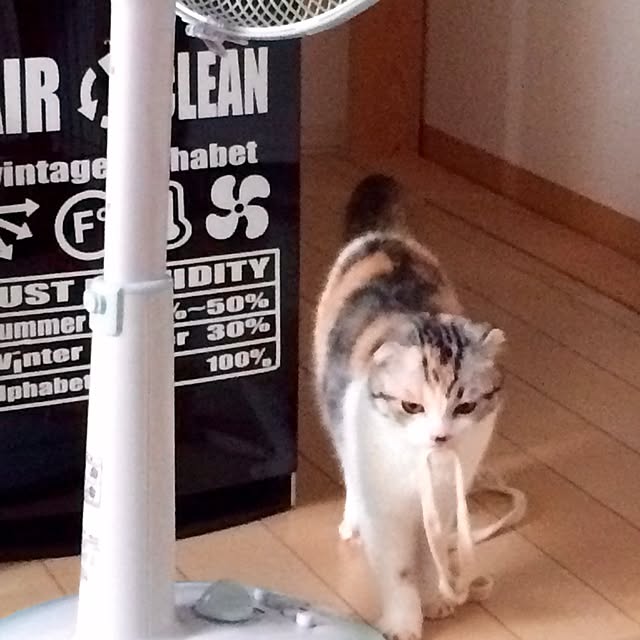 yokkochanさんの実例写真