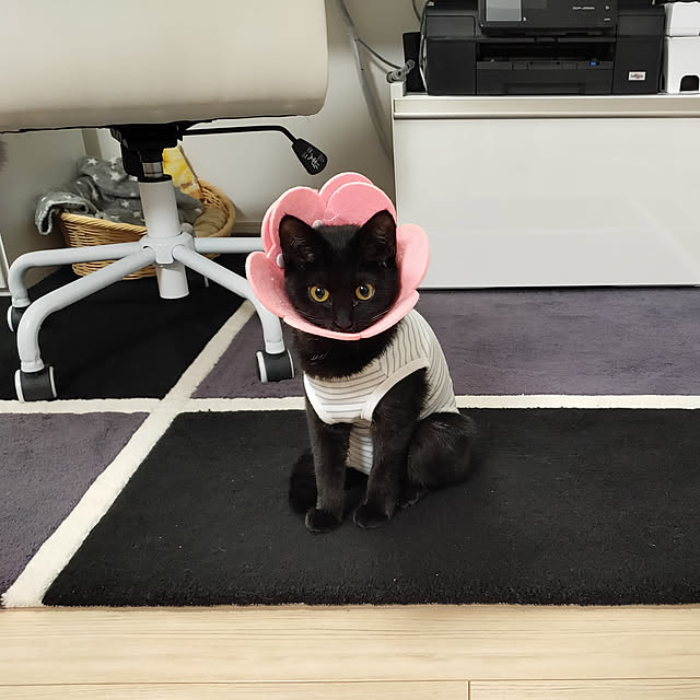 sakuraさんの実例写真
