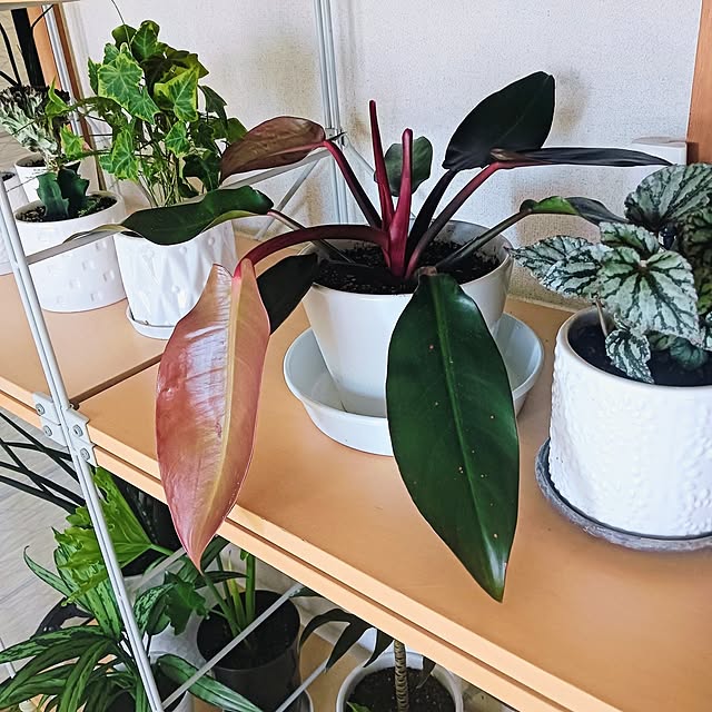 hanachanさんの部屋