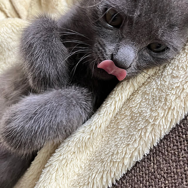 nekoさんの部屋