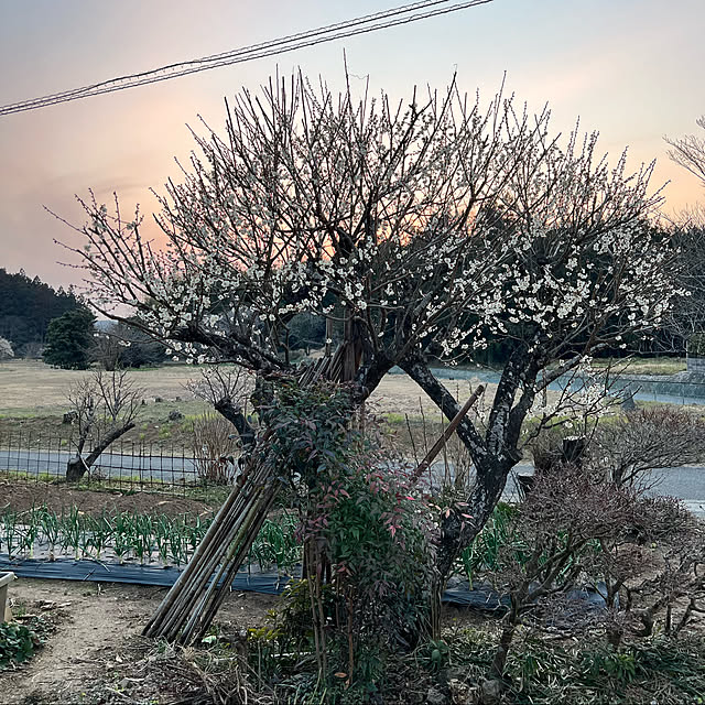 sakakenさんの実例写真