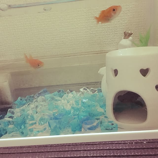 fumi_fufufuさんの実例写真