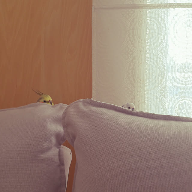 cocoamilkさんの実例写真