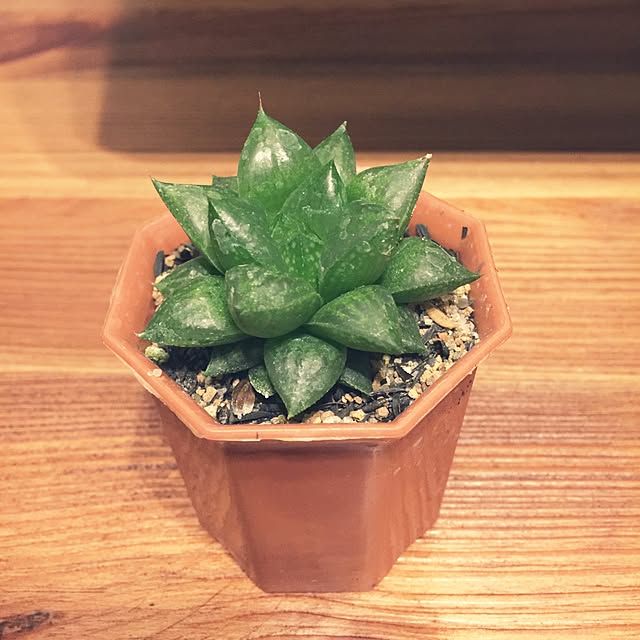 リビング/多肉植物のインテリア実例 - 2016-02-10 20:23:21
