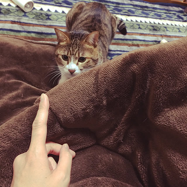 38akaさんの実例写真
