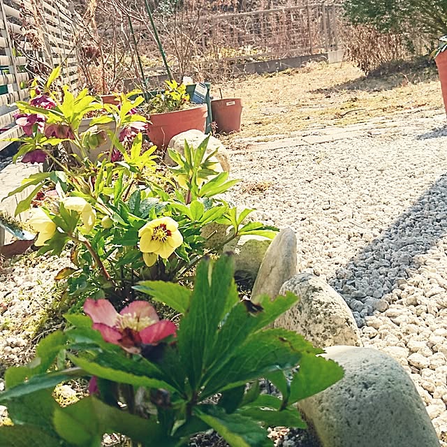 jojiさんの実例写真