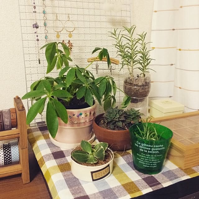 mikiteacupさんの実例写真