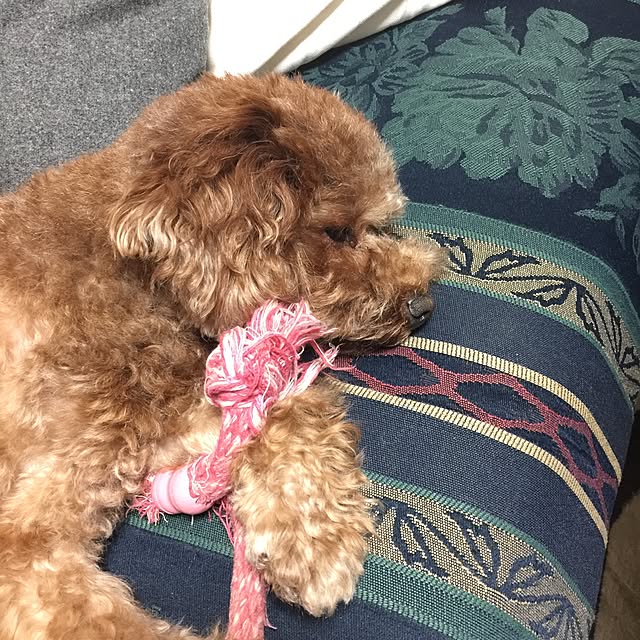 momonaさんの実例写真