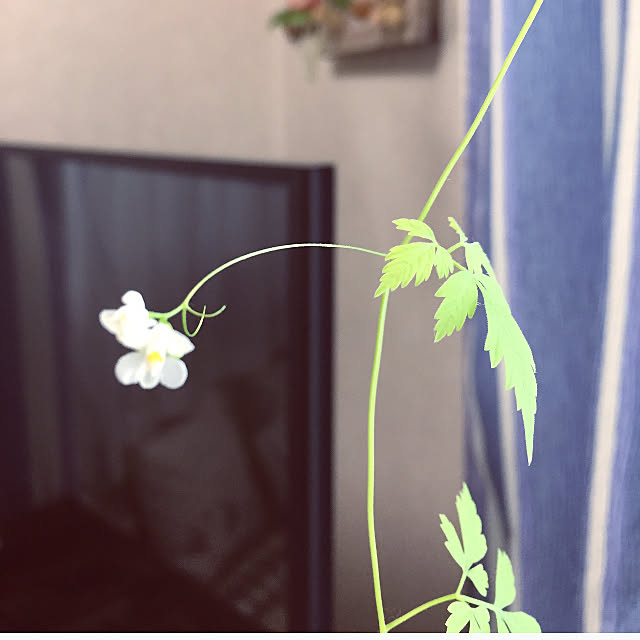 takakoさんの実例写真