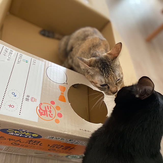satopiさんの実例写真