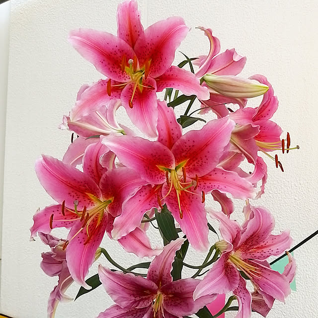 VERANDARJUNさんの実例写真