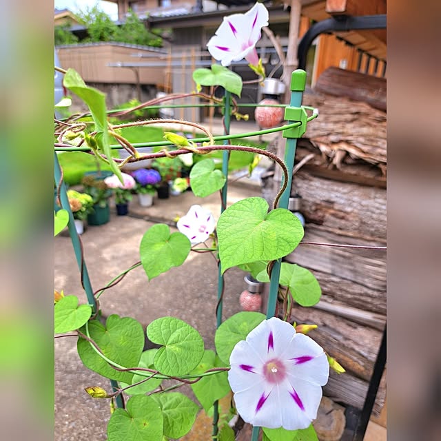 kazuraさんの部屋