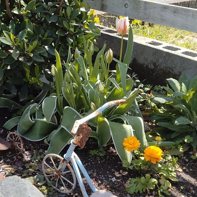 boston5757さんの実例写真